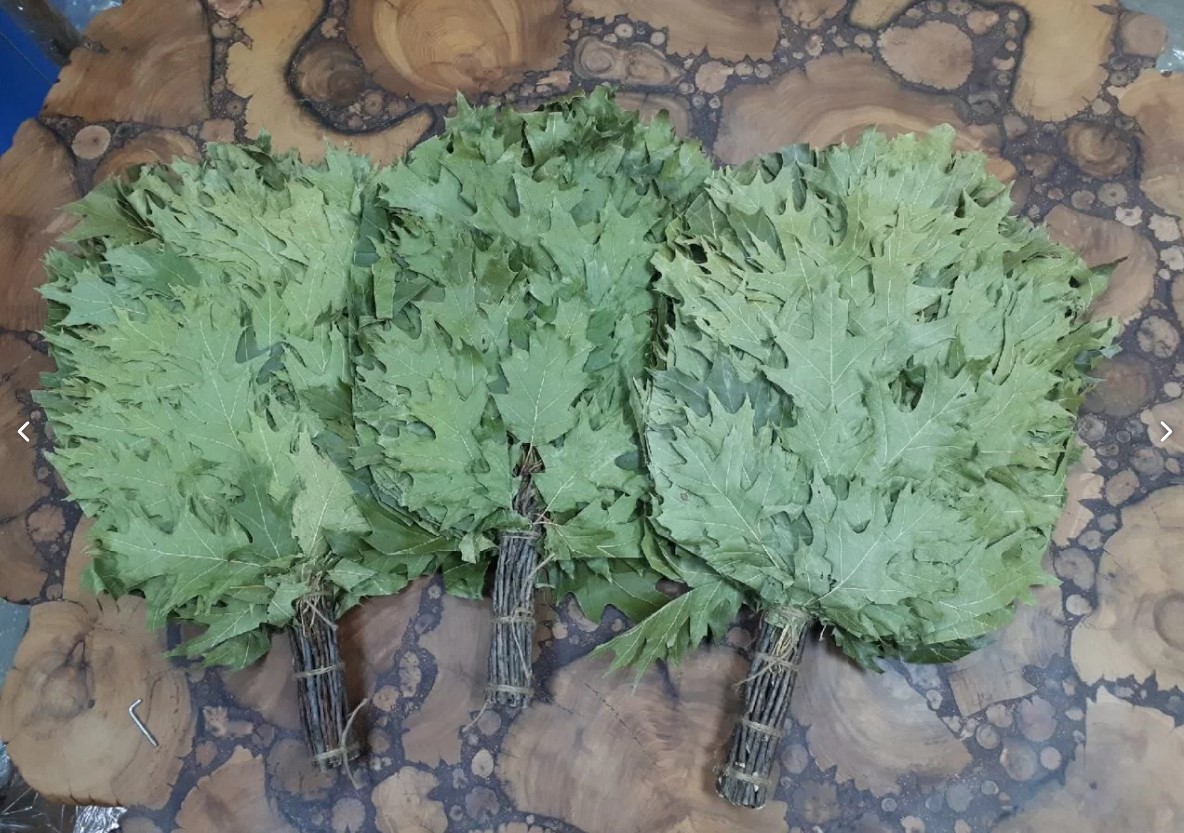 Веник Дуб канадский красный