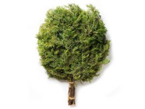 Веник Можжевельник