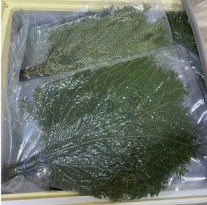 Веник Пихта (в вакууме)